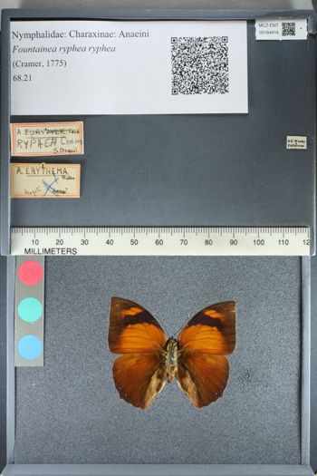 Media type: image;   Entomology 164416
